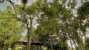 Un jardín con un pérgola de madera, un sendero de piedra y abundante vegetación.
