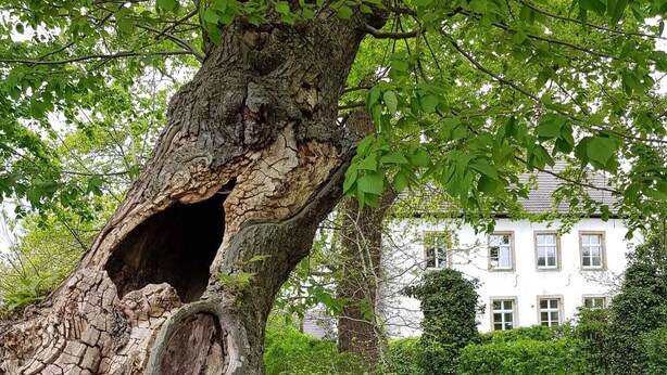 A tree with a hollow trunk, a small stream, and a white building in the background. - Varus vacation apartment in the Kalkriese recreation area surrounded by meadows and forests (Ostercappeln)