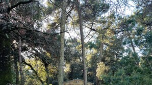 A rustic wooden cabin in a forested area with a dirt path leading to it.