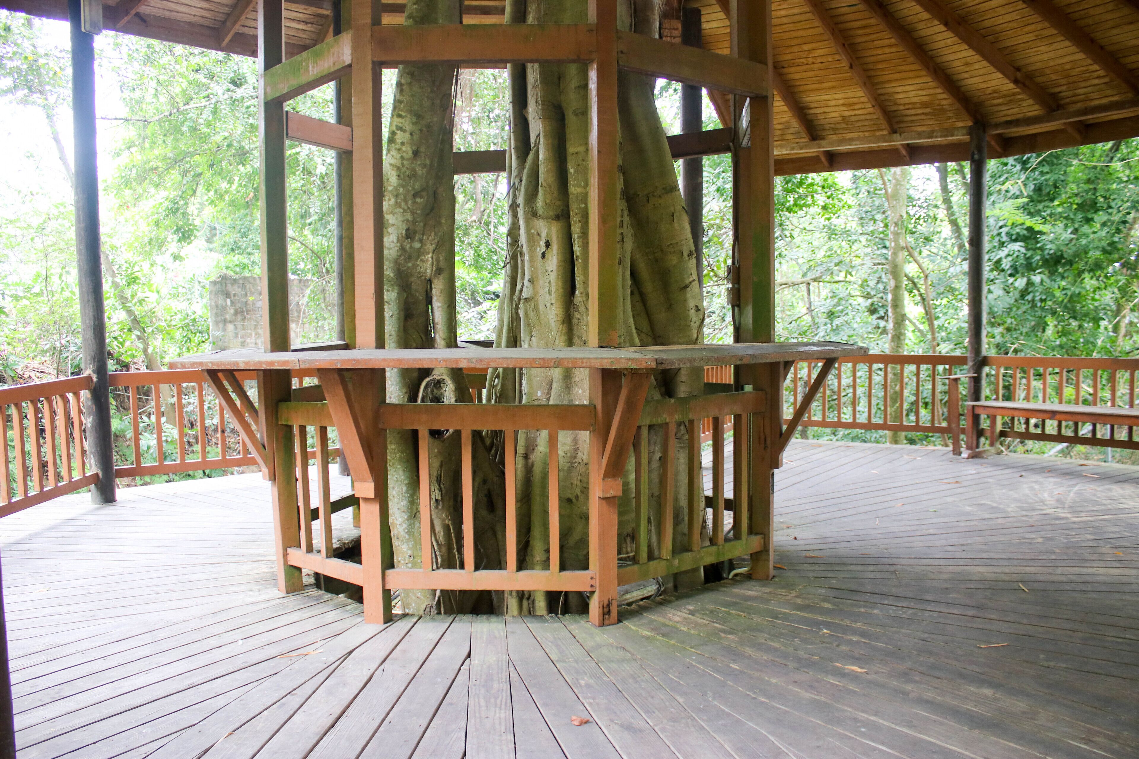 A wooden deck with a central tree structure, surrounded by a railing and a wooden canopy.