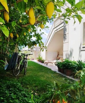 Property grounds - Romantic apartment in a beautiful garden just 5' from the centre (Missolonghi)