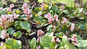 Ein Garten mit rosafarbenen Blumen und grünen Blättern.