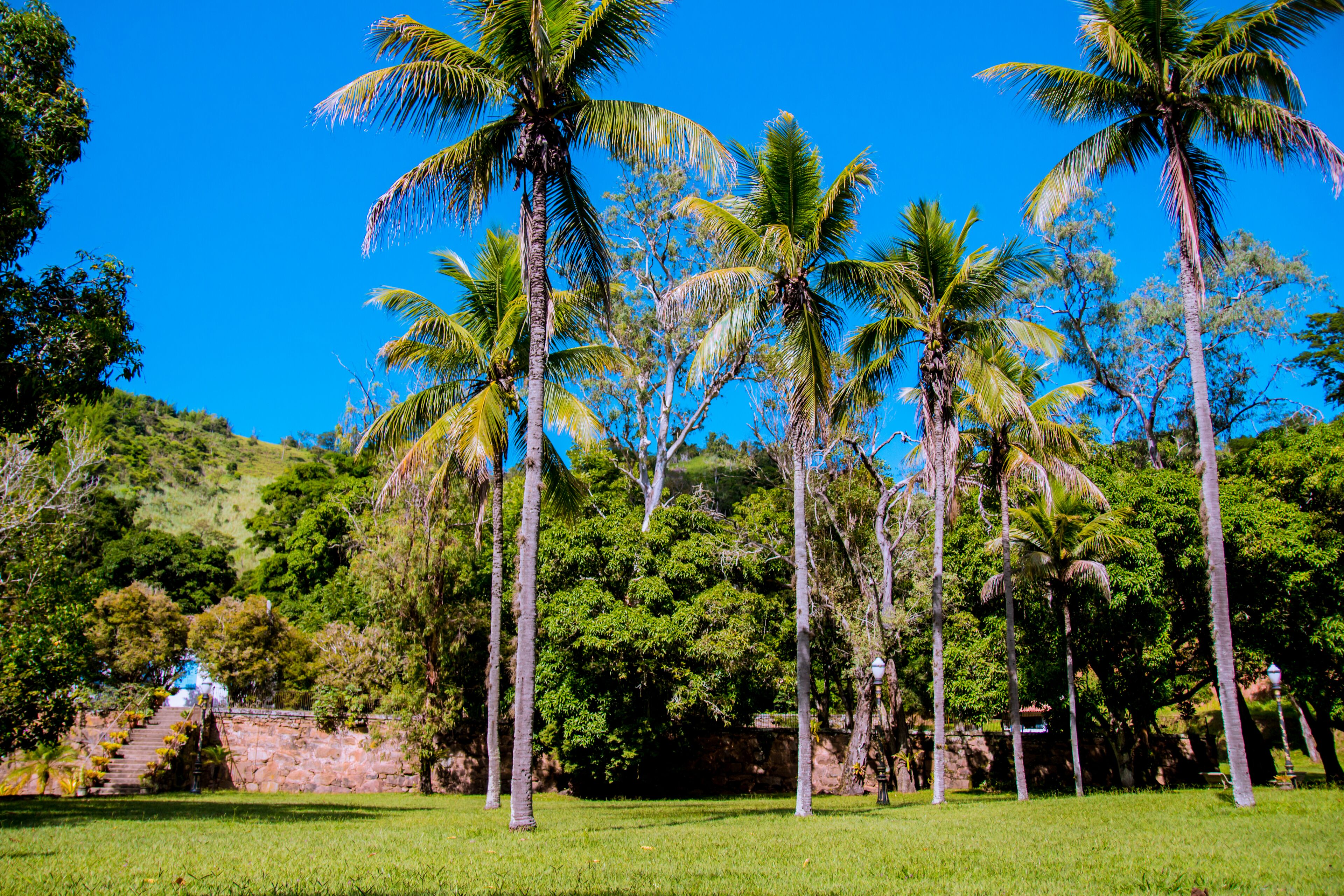 A lush green landscape with tall palm trees and a stone staircase leading up a hill.