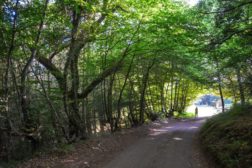 A forested path with dense trees and a clear sky.