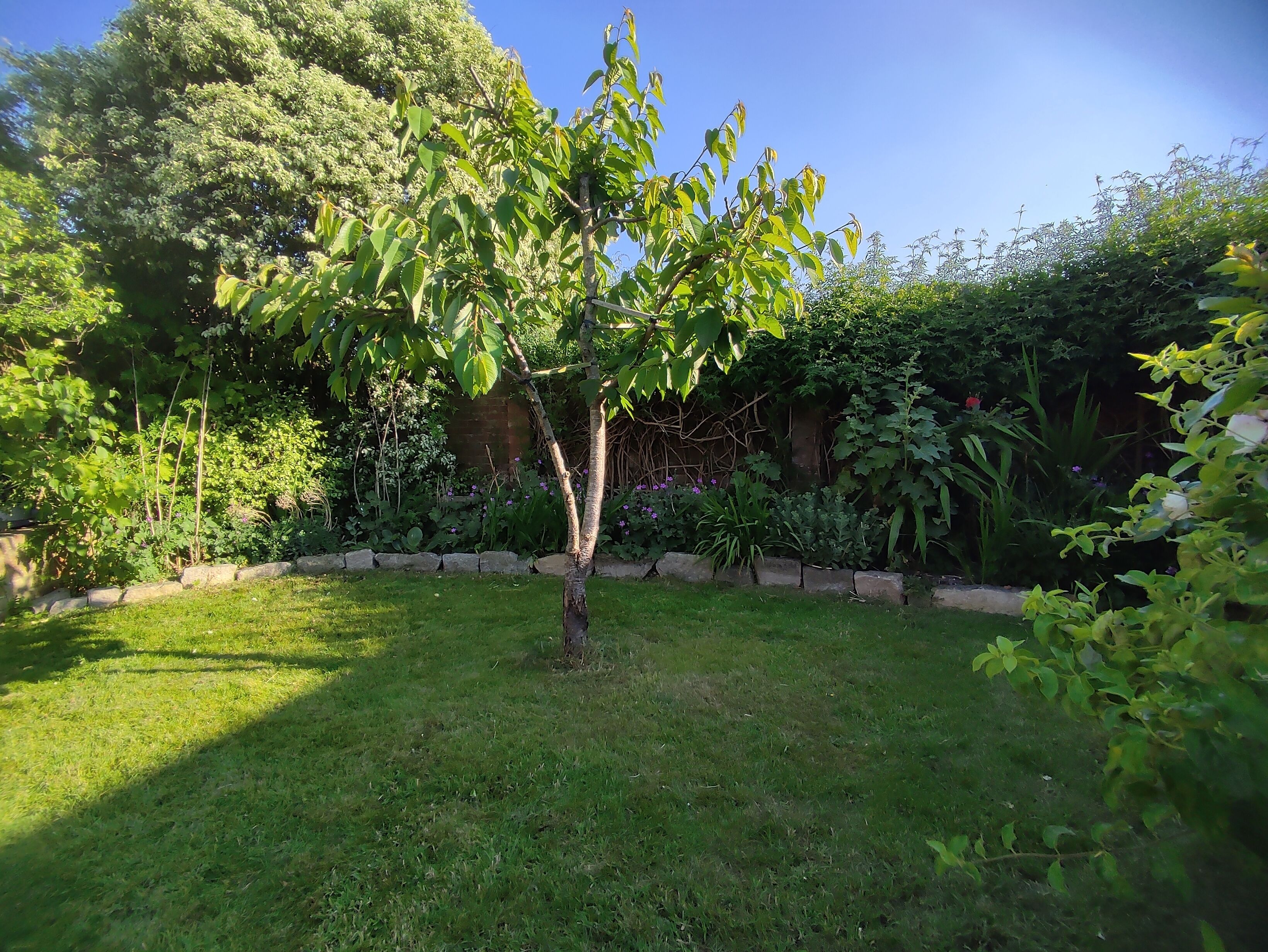 A well-maintained garden with a variety of plants and a small tree in the center.
