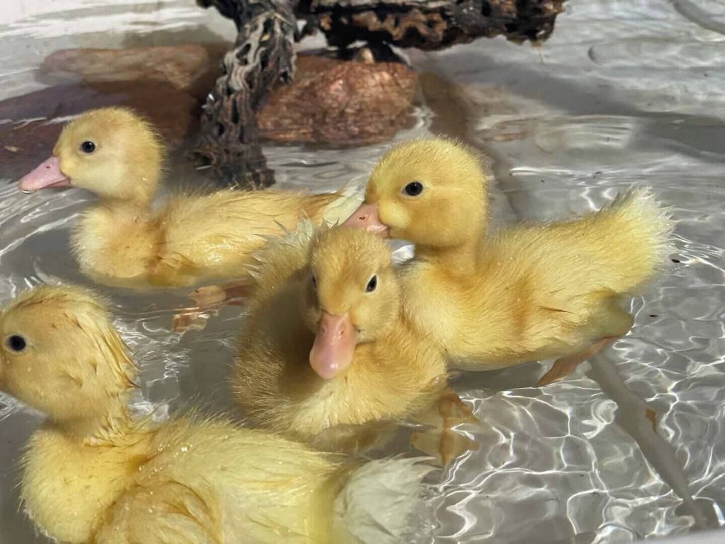Un groupe de canetons dans un environnement où l’eau est claire.