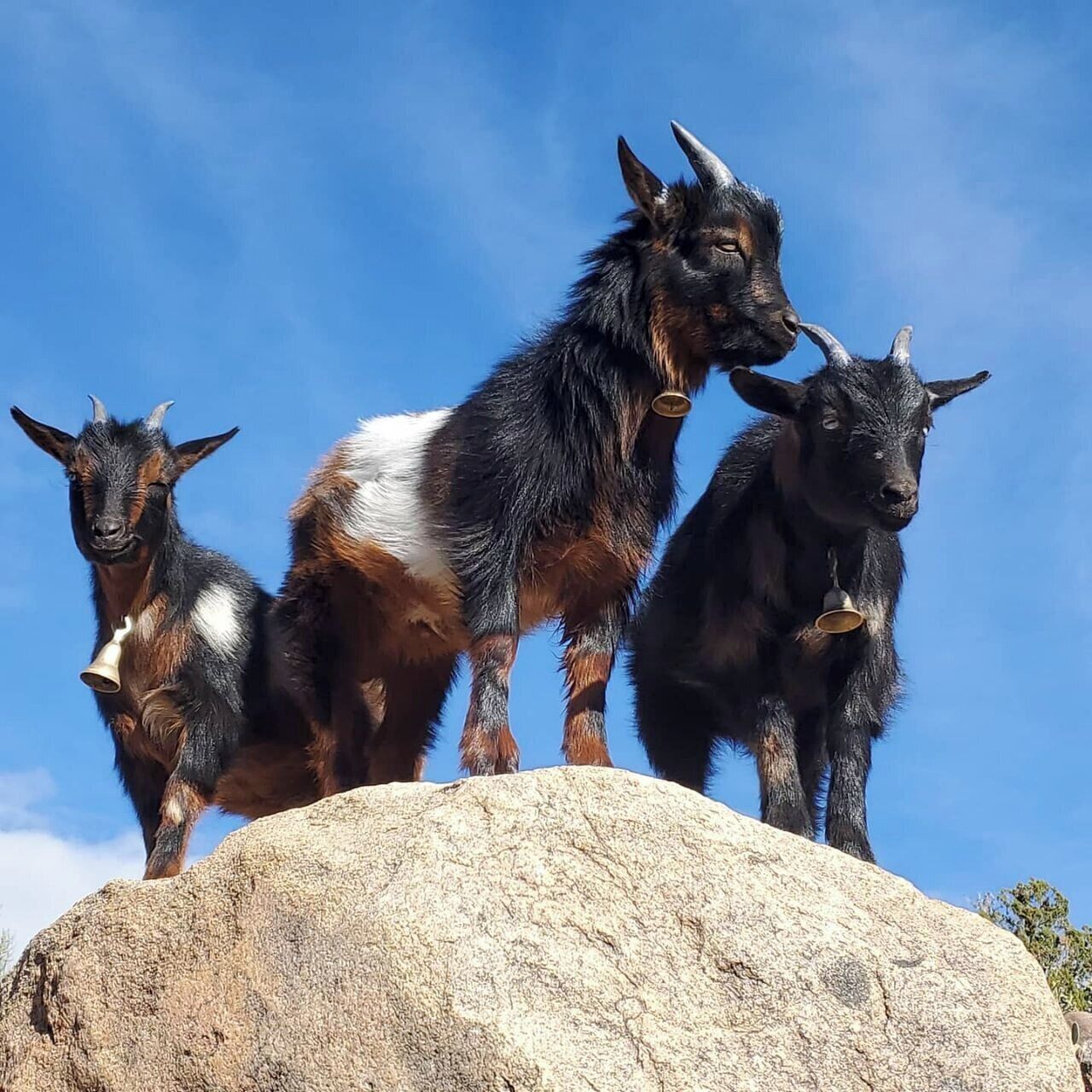 Three goats standing on a rock with a clear blue sky in the background.