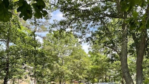 Une zone herbeuse avec des arbres et une voiture garée.