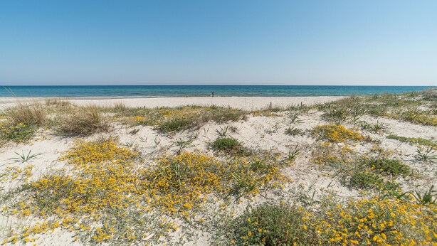 Una playa con flores amarillas y el océano al fondo.