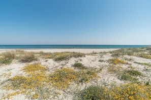 Una playa con flores amarillas y el océano al fondo.