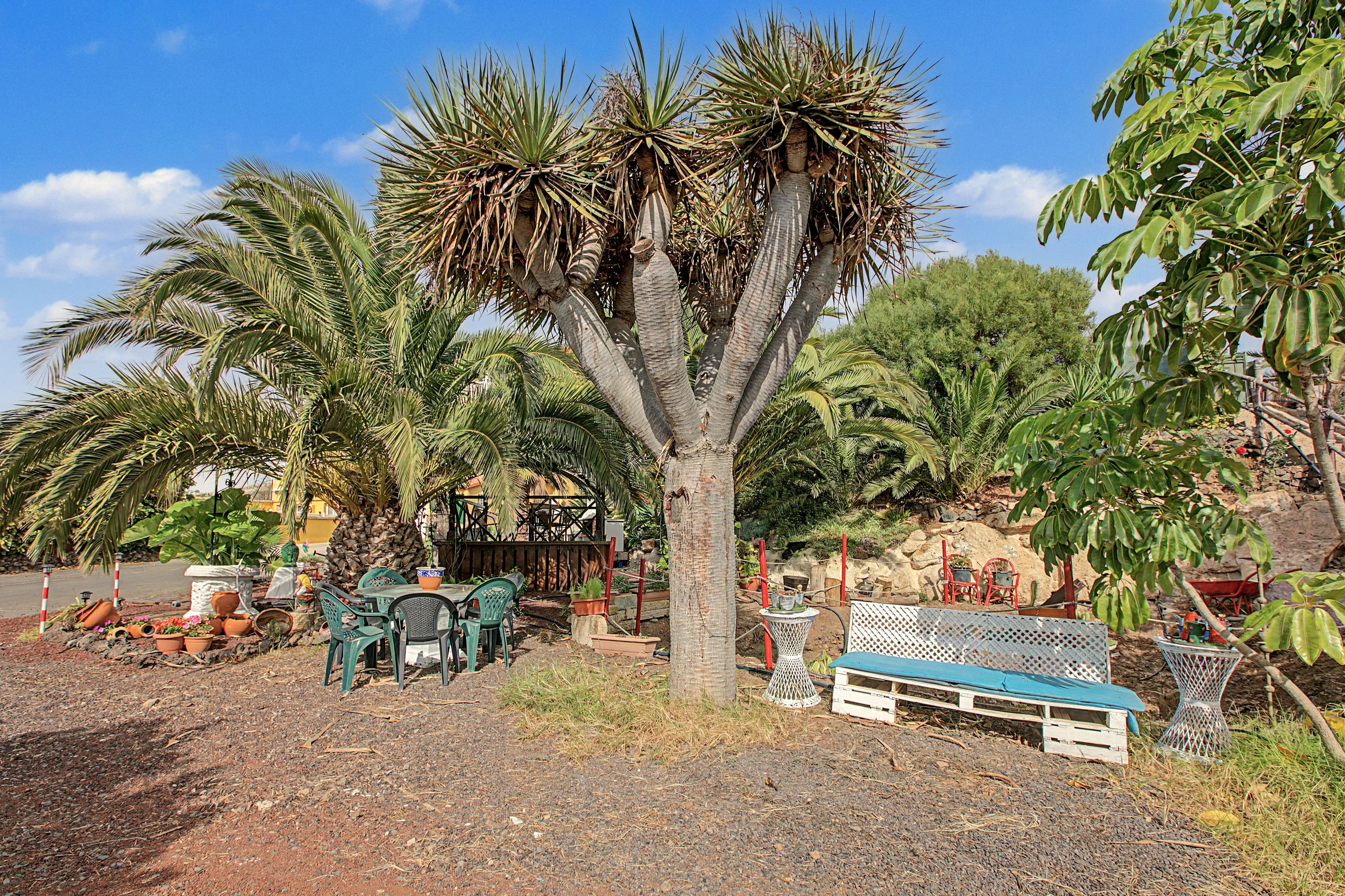 Un jardín con palmeras, un banco y mobiliario exterior.