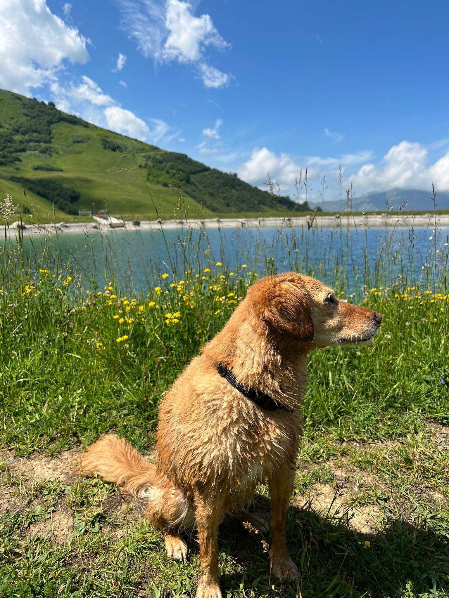 A dog sitting on grass near a body of water with a hilly landscape in the background.