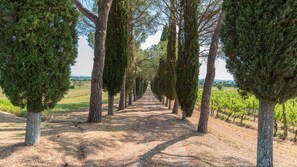 A vineyard pathway lined with tall trees, leading to a distant view of the countryside.