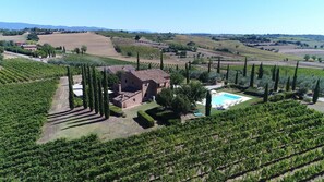 A vineyard with rows of grapevines, a small brick house, and a swimming pool.