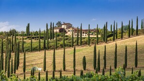 A villa on a hillside with rows of cypress trees and a clear blue sky. - Ricciolo 4 in San Gimignano (San Gimignano)