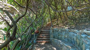 A stone staircase surrounded by dense foliage, leading up a hill. - Villa Dell Angelo 10 (Rosignano Marittimo)