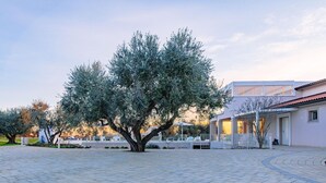 A courtyard with a large olive tree, a building with a tiled roof, and a paved walkway. - La Perla tra gli Ulivi 12 (San Vincenzo)