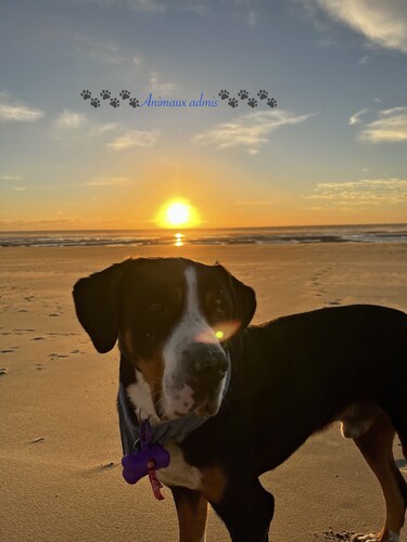 T3 duplex hyper center fort mahon 700 meters from the beach close to all shops.