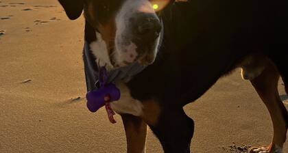 T3 duplex hyper center fort mahon 700 meters from the beach close to all shops.