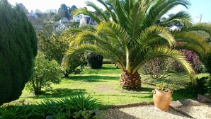 A well-maintained garden with various plants, including a prominent palm tree and a large pot plant.