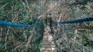 A narrow wooden pathway flanked by dense foliage and blue ropes, leading through a lush, green forest. - Dunas del Este (Punta Colorada)