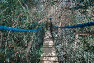 A narrow wooden pathway flanked by dense foliage and blue ropes, leading through a lush, green forest.