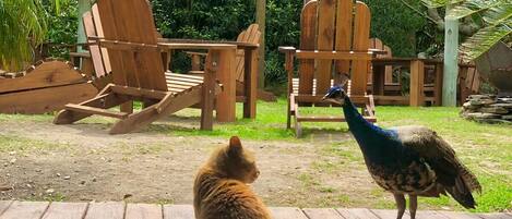 A wooden deck with a cat and a peacock in a garden with thatched-roof structures.