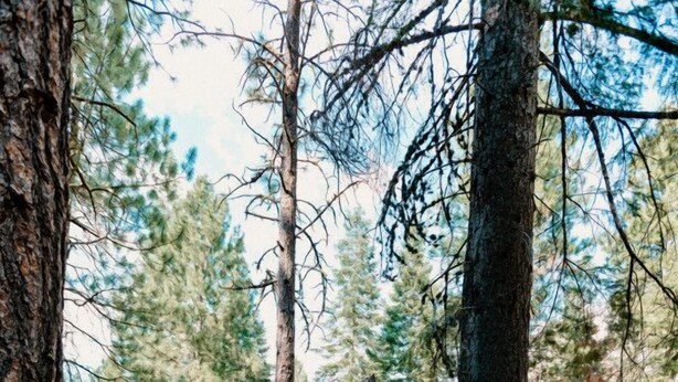 A cabin with a sloped roof, surrounded by tall pine trees. - Black Butte Ranch A-Frame · Pools, Golf, Sleeps 8 (Sisters)