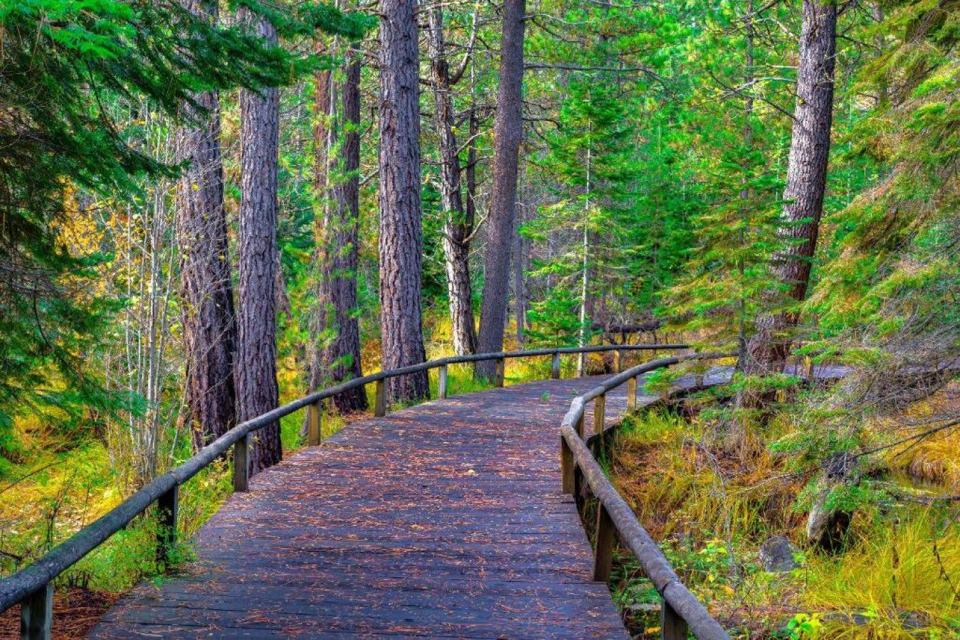 A wooden boardwalk in a forest with tall trees and dense underbrush.