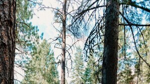 Une cabane dotée d’un toit en pente, entourée de grands pins.