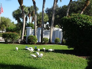 A grassy area with several white birds, likely ibises, foraging on the grass. - Great apartment (Venice)