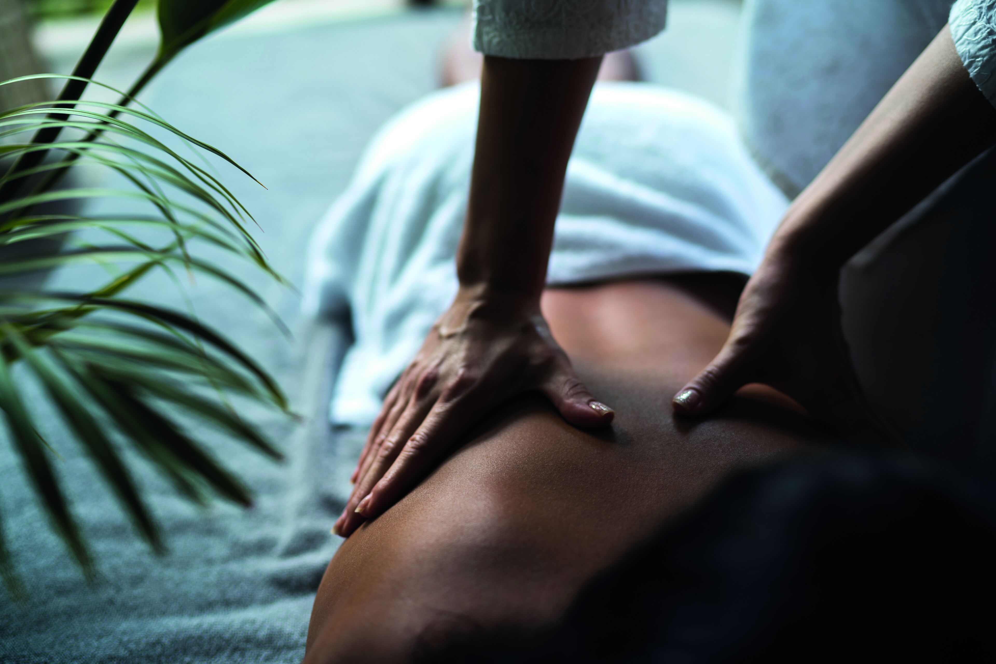 Nahaufnahme einer Massage, wobei Hände den Rücken einer Person bearbeiten, eine Pflanze im Hintergrund und unscharfe Details.