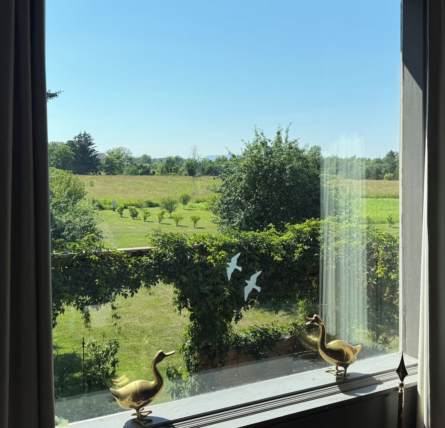 A view through a window with two golden duck ornaments on the sill.