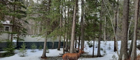 Un ciervo en un bosque nevado con árboles altos y un edificio al fondo.