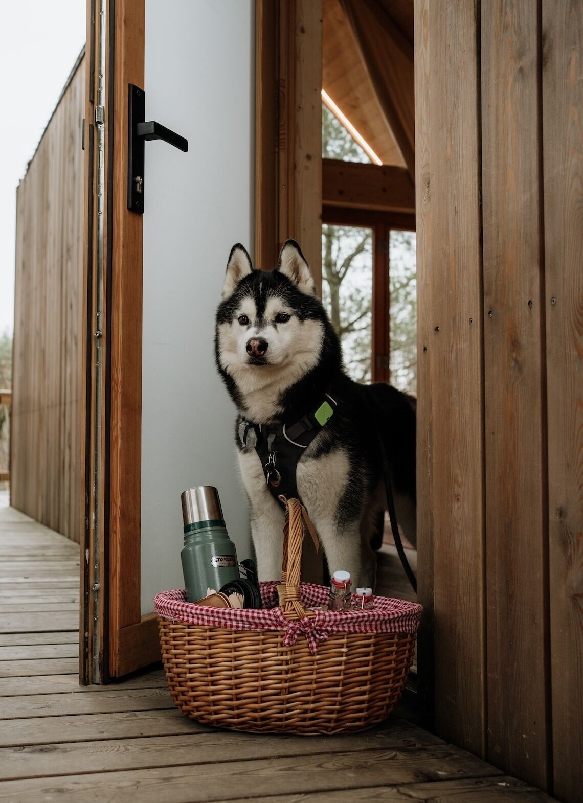 A wooden structure with a dog standing next to a wicker basket containing a thermos, a bottle, and a bag.