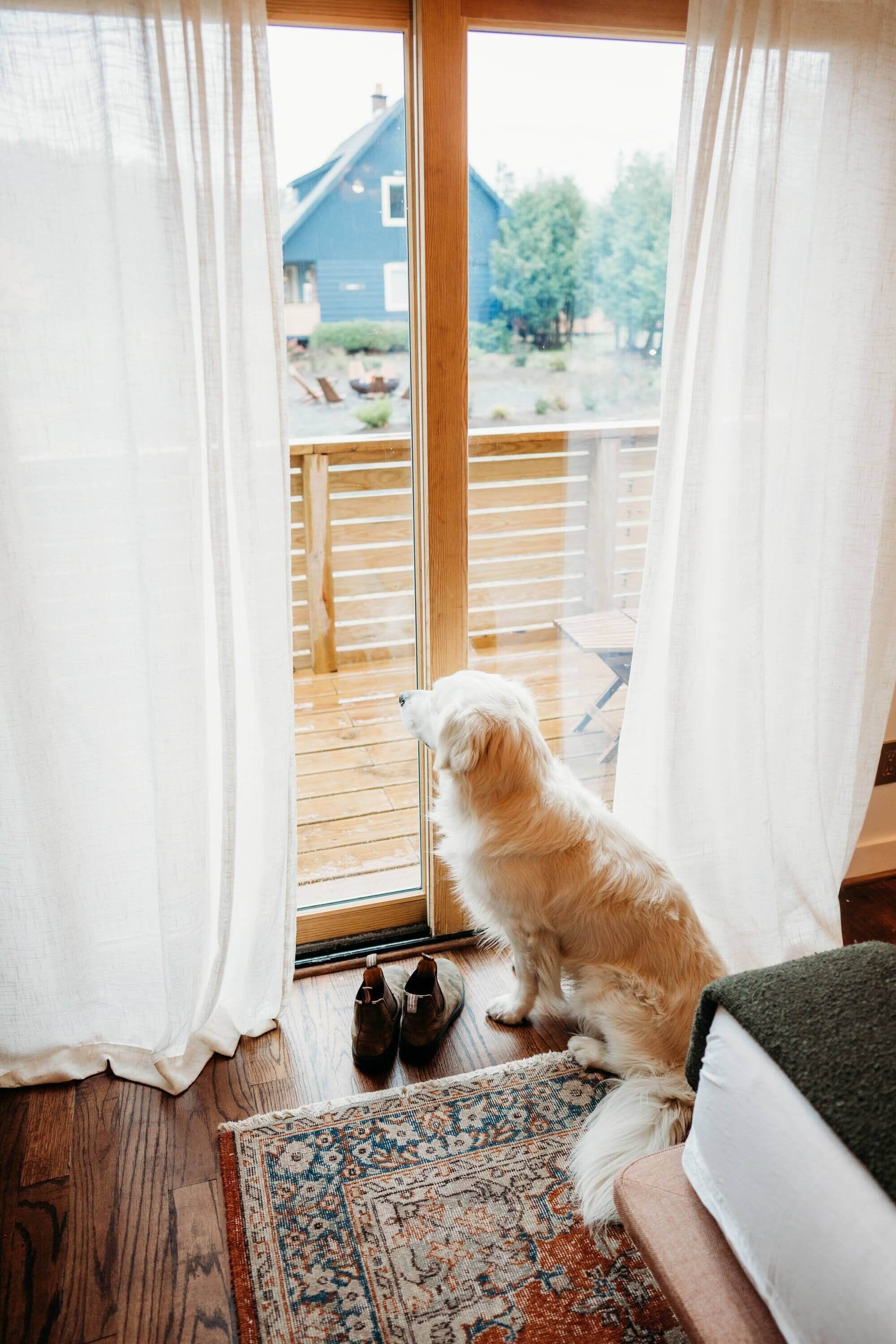 A dog sitting by a sliding glass door, looking outside.