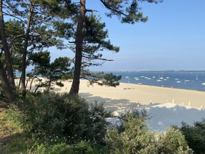 Una playa con pinos y una orilla arenosa.