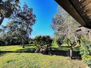 Un jardín bien cuidado con varios árboles y césped.