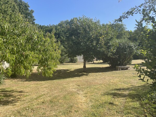 Una zona erbosa all'aperto con alberi e una panchina in pietra.