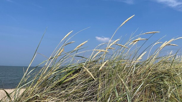 A beach with tall grasses and a clear blue sky. - 49.4.M Ankerplatz - Modern, high-quality vacation apartment, sauna, large balcony, (Wangerland)