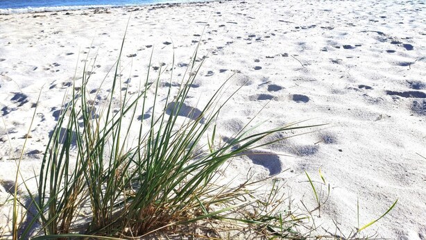 En sandstrand med fodspor og sparsom vegetation i forgrunden.