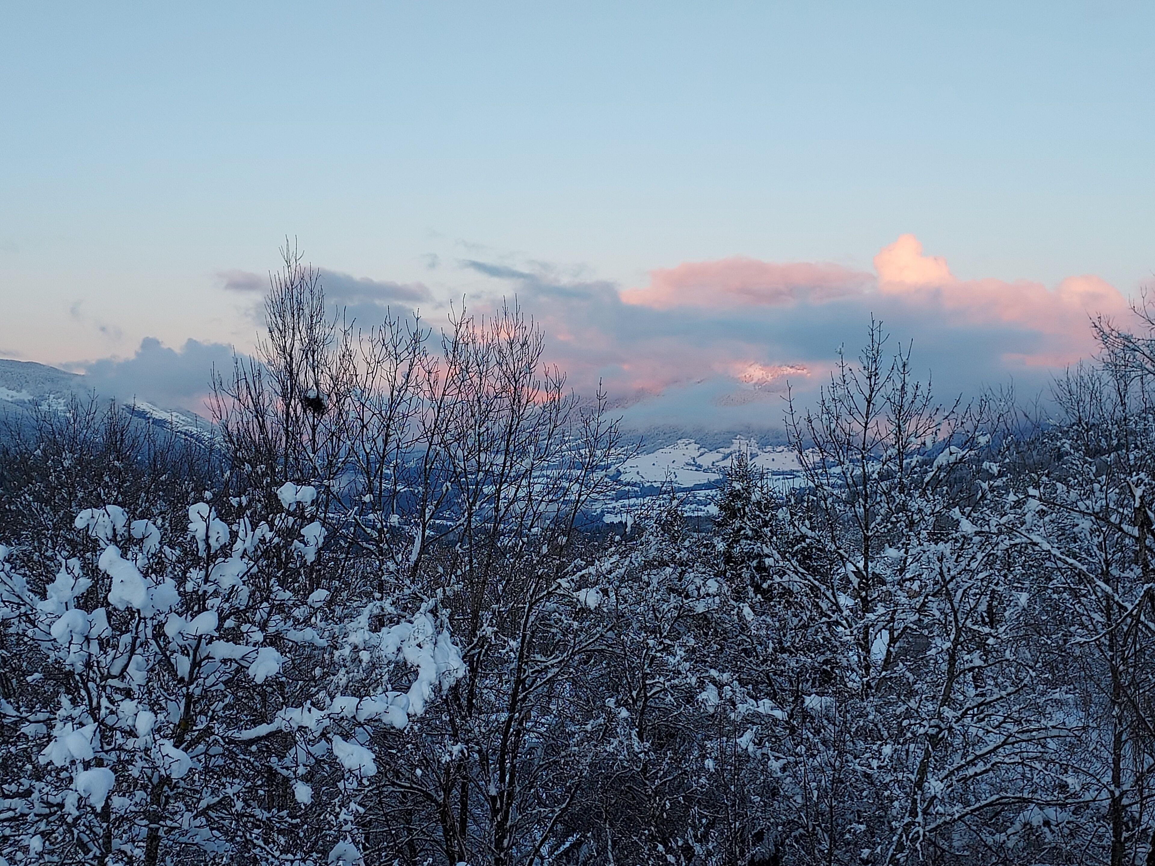 A snowy landscape with bare trees and distant mountains under a pinkish sky.