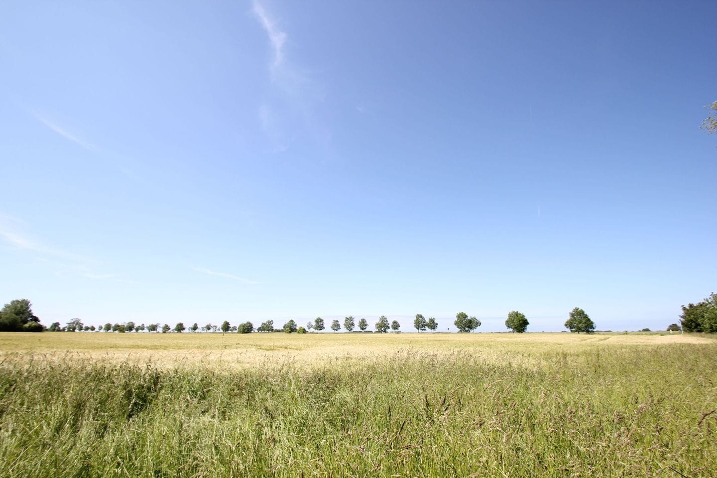 A wide-open field with a clear sky and scattered trees in the distance.