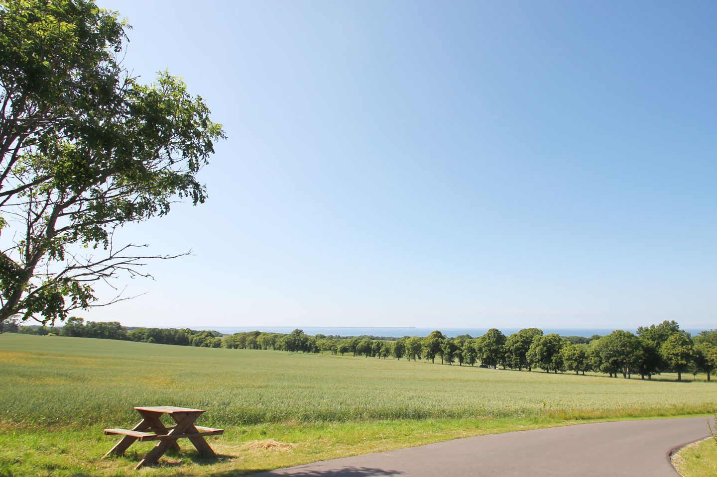 Un tavolo da picnic in un campo erboso, con una strada curva e alberi sullo sfondo.