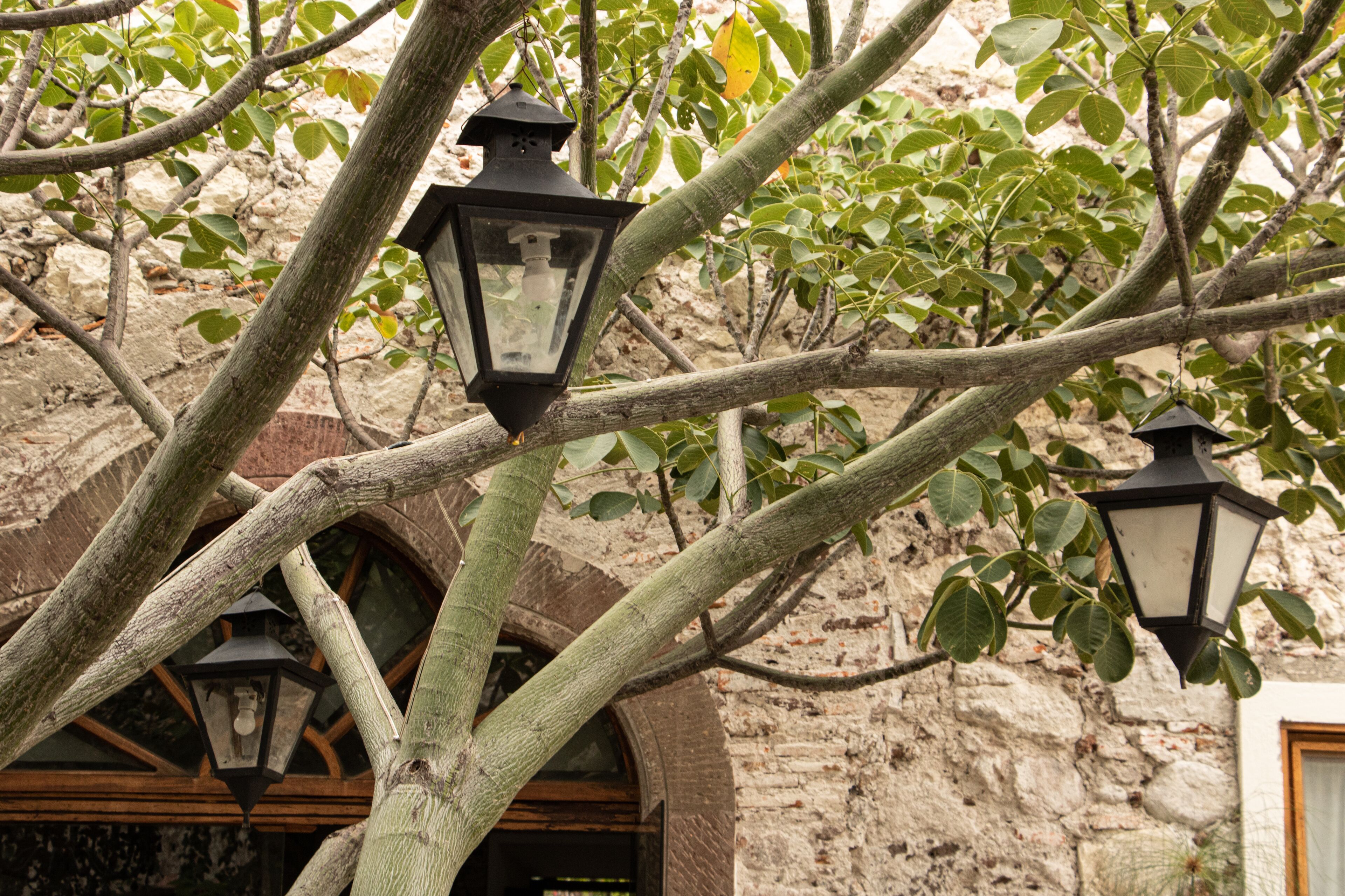 A tree with hanging lanterns and a stone wall in the background.