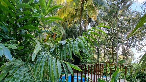 A lush garden with a wooden deck and a pool.