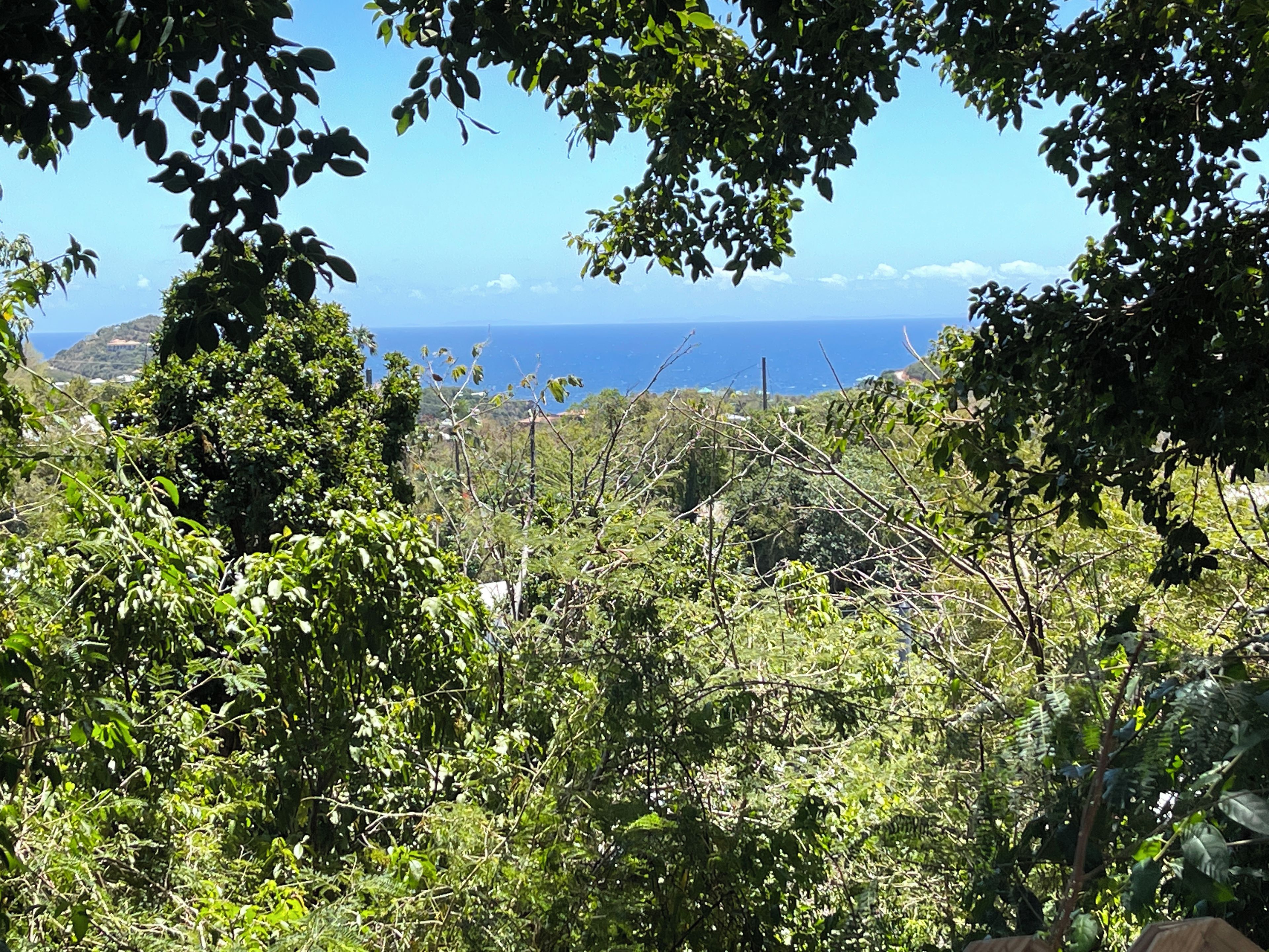 Un paisaje natural con vegetación densa y vista al océano.