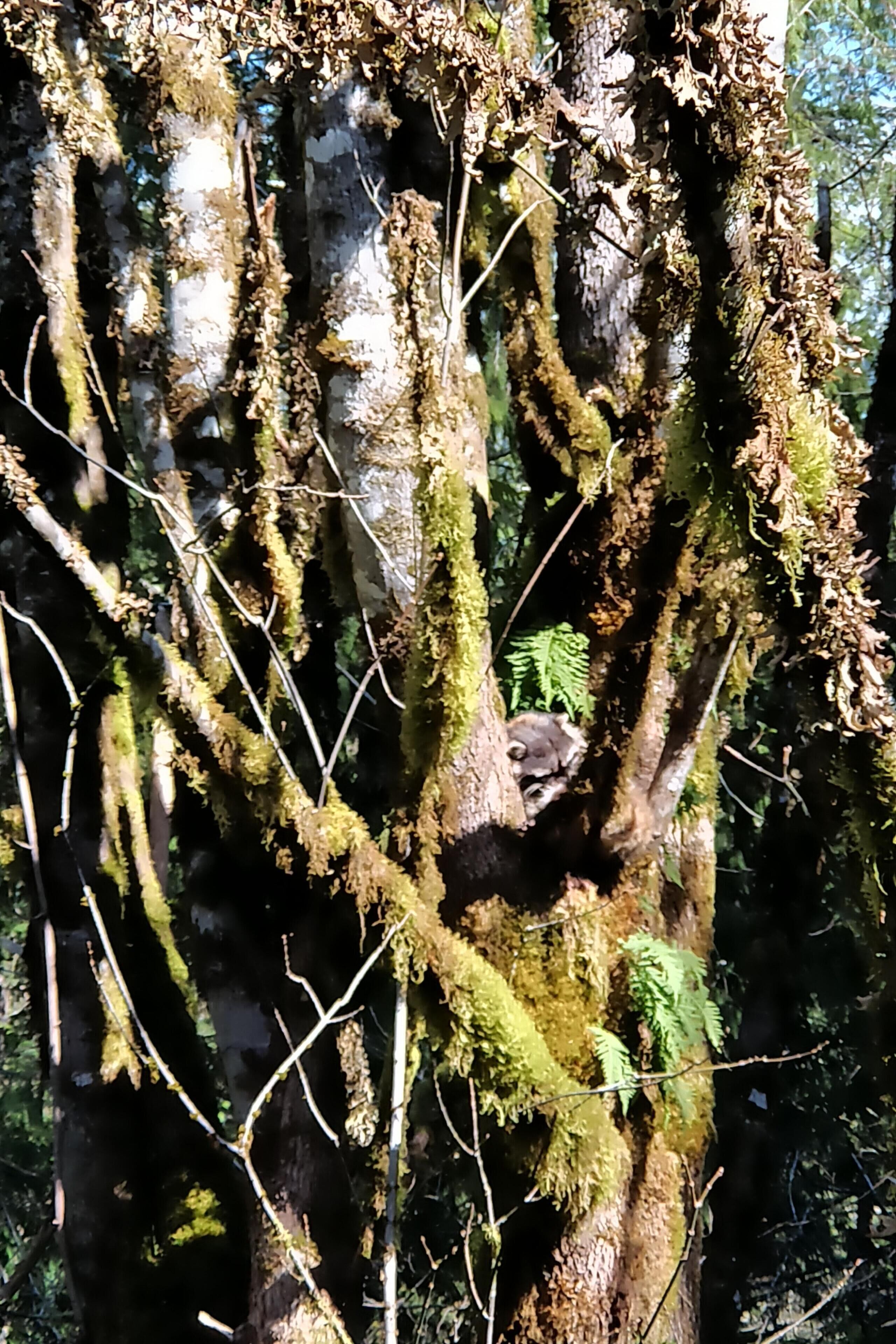 A tree with moss-covered branches and a small animal in a nest.