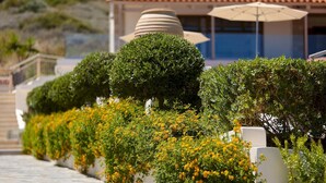 A row of neatly trimmed bushes with yellow flowers, a white wall, and a tiled pathway leading to a building with a red-tiled roof and umbrellas. - Cozy Vintage Style Apartment Shared Pool RU (Malevizi)