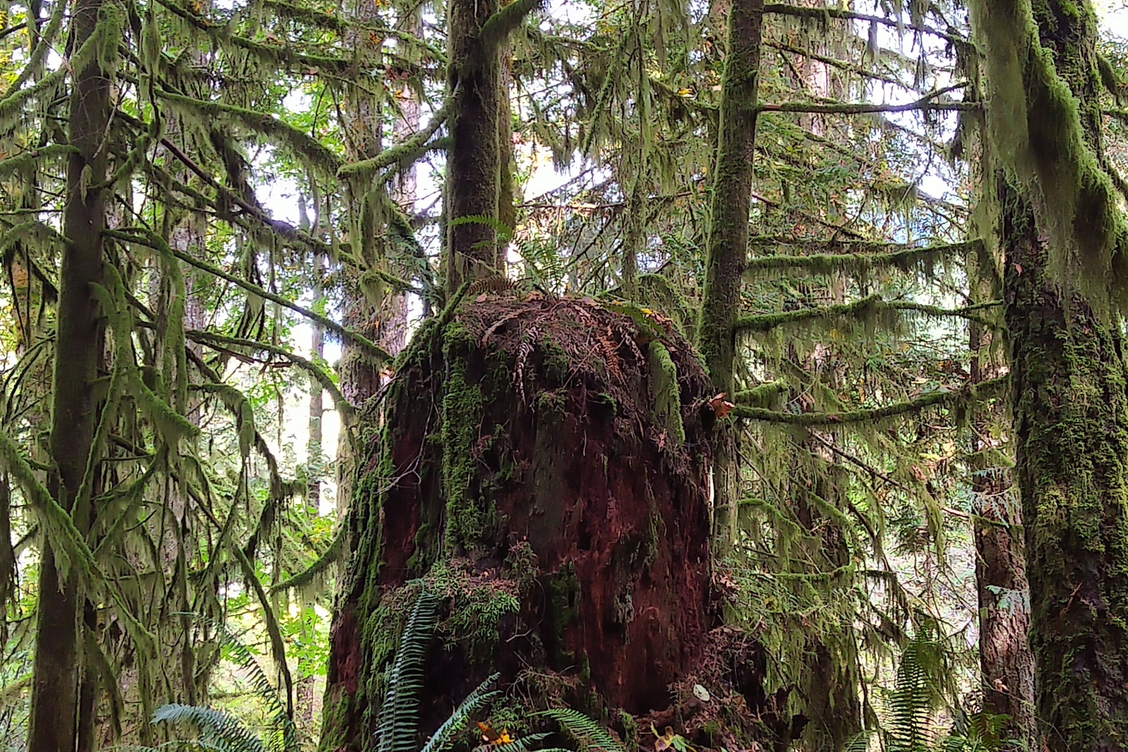 A forest with a large, moss-covered tree trunk.